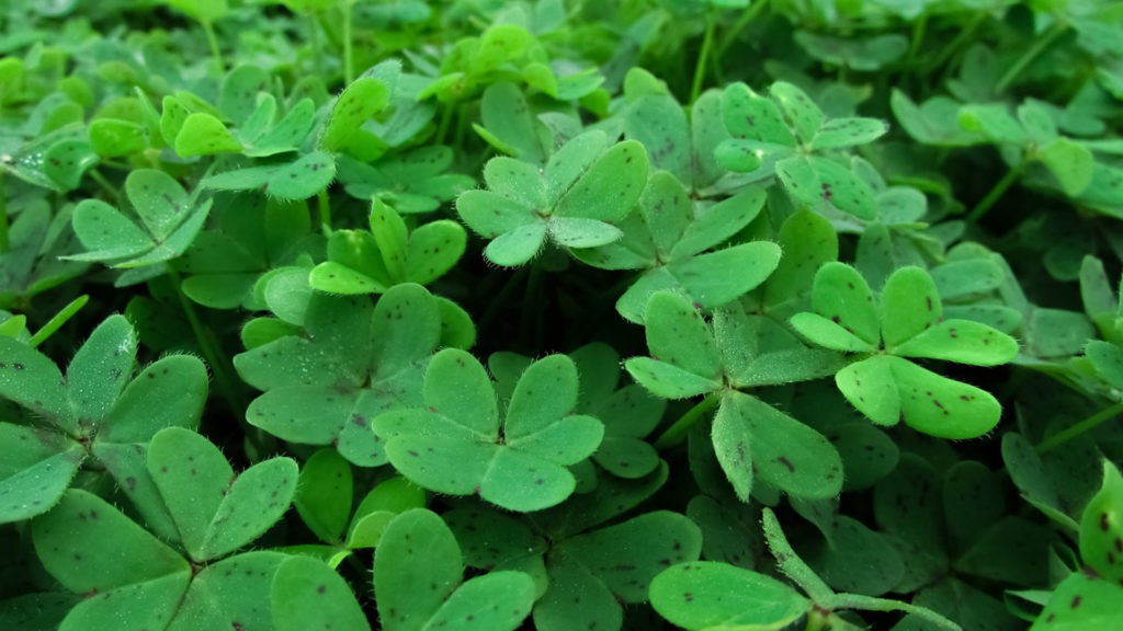 Field of shamrocks