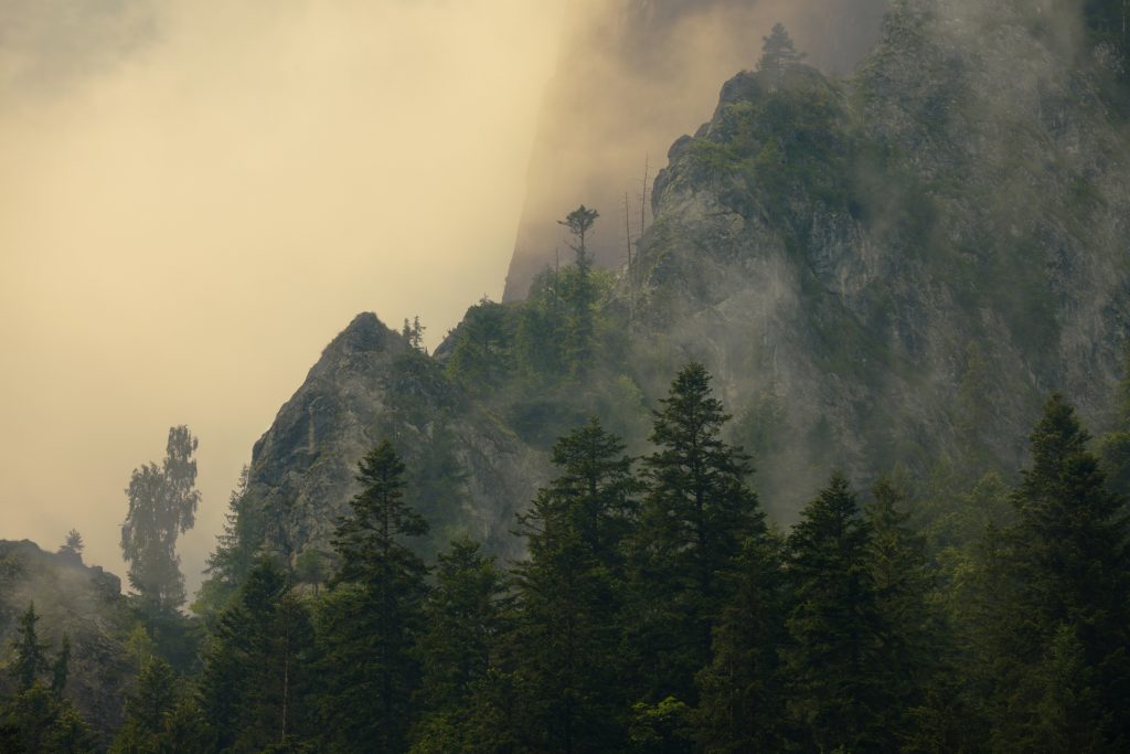 Silhouetted trees set against a misty mountain backdrop.