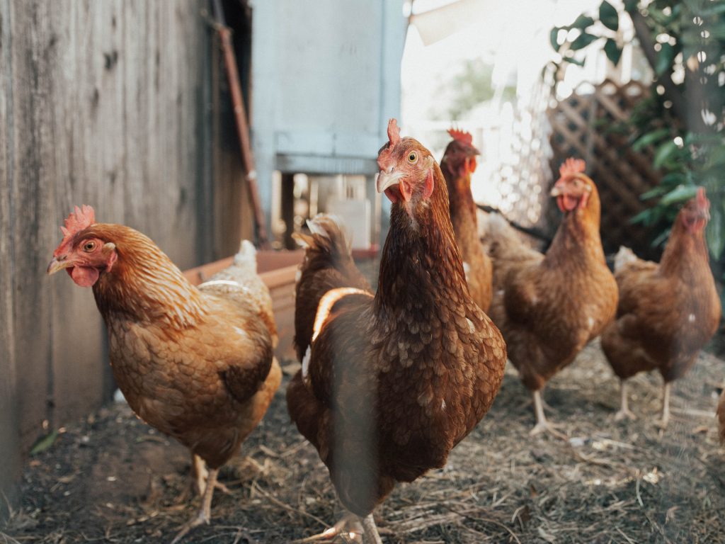 An image of five hens in a run, by William Moreland.