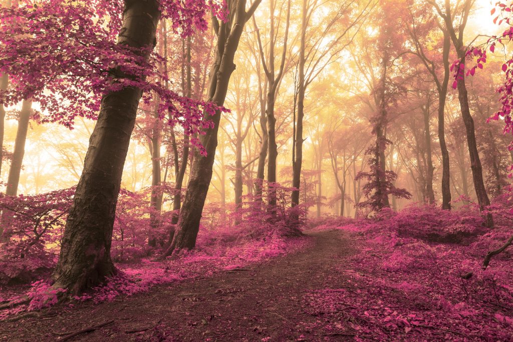 Dreamy woods, the forest floor strewn with magenta leaves