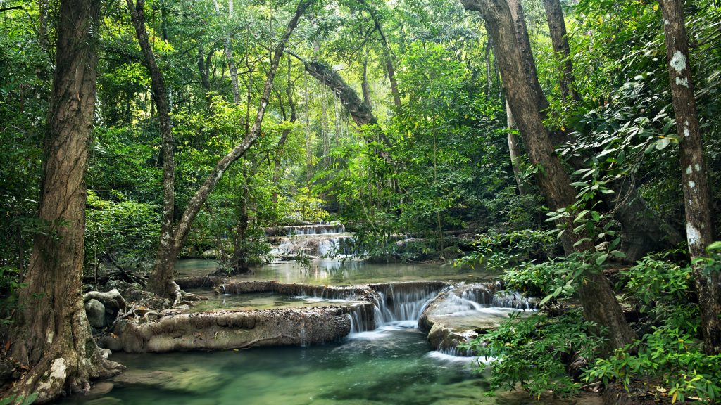 A river flows through a bountiful forest