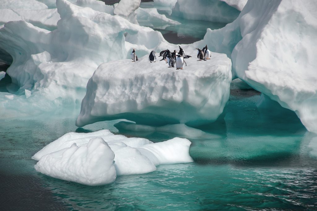 Penguins gathering on top of an iceberg