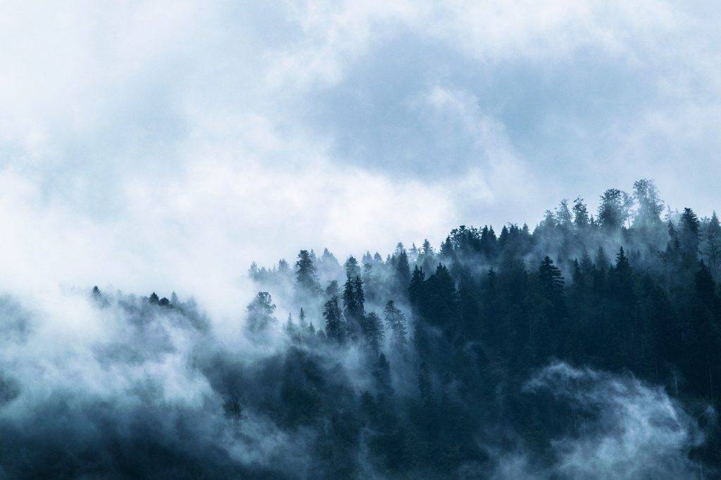 Mist rising over the woods.