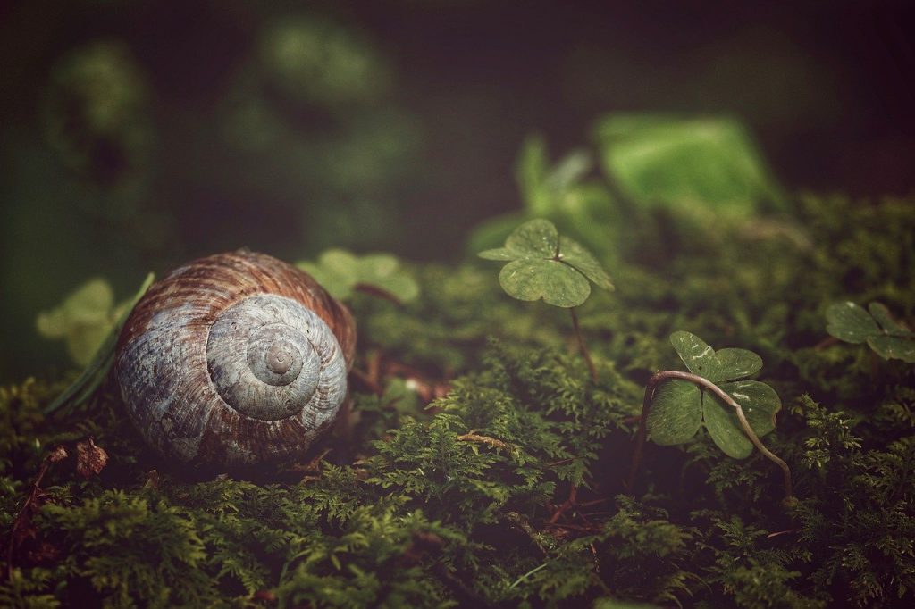 A conch lies within the woods.