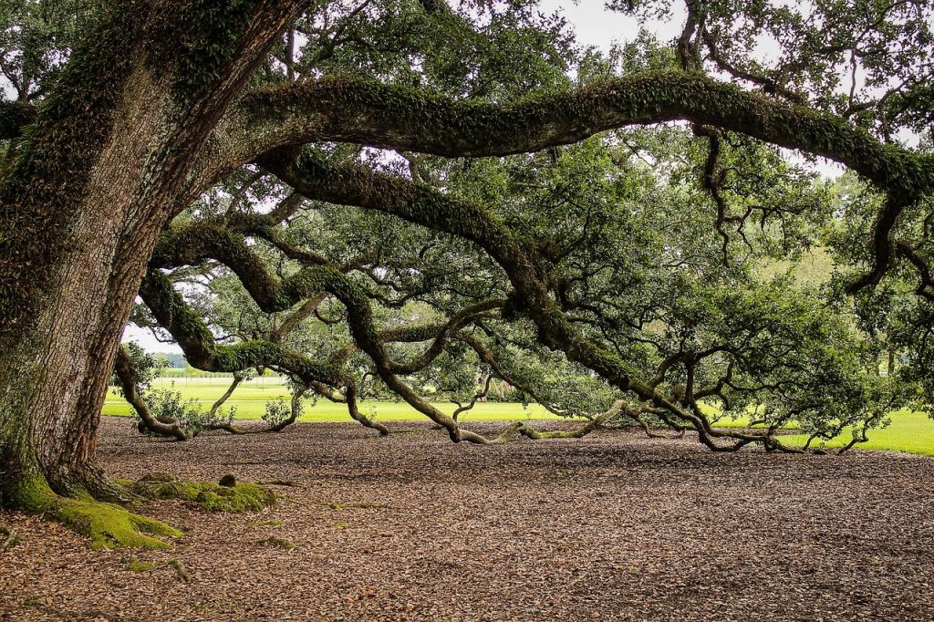 An ancient oak tree, its branches almost stretching to the ground