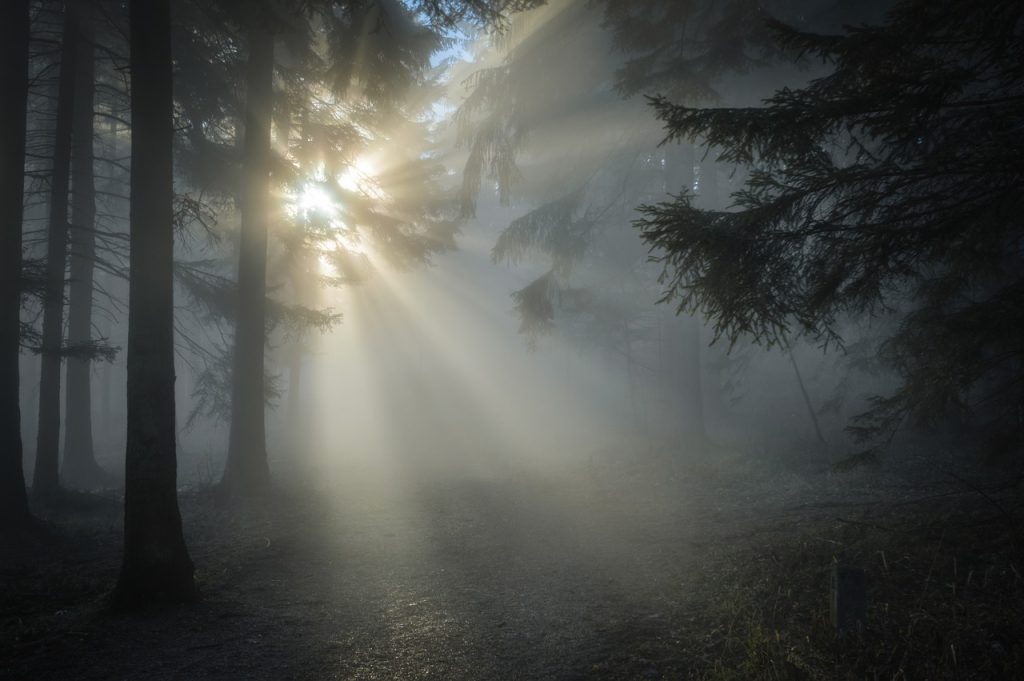 Misty woods pierced by sunbeams