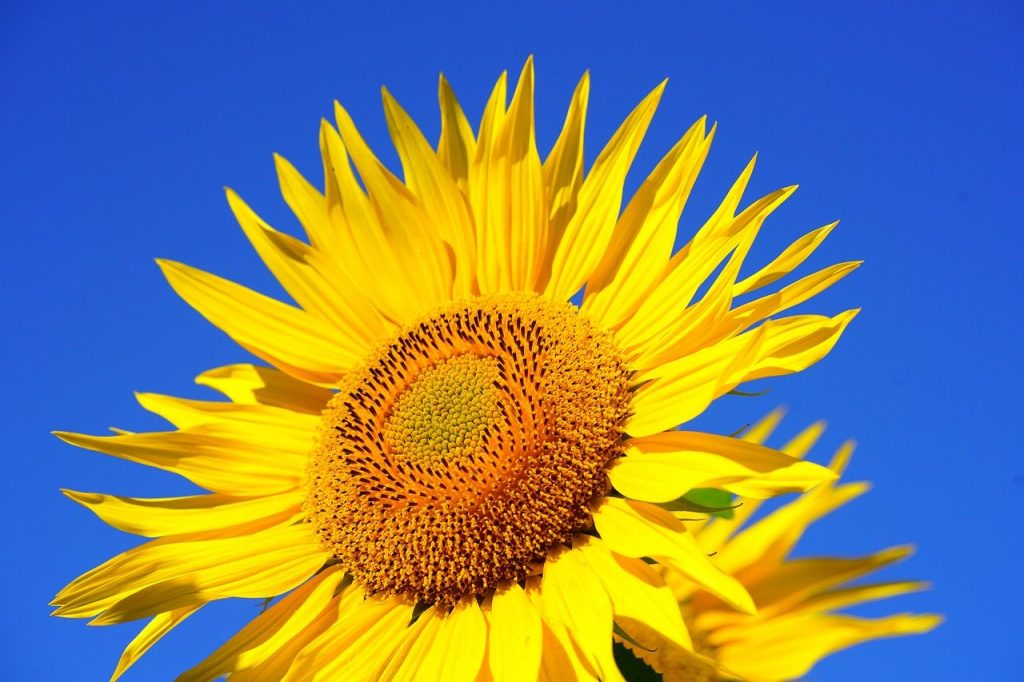 A large yellow sunflower against a rich blue sky