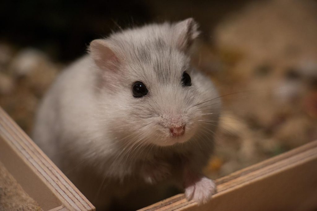 A grey hamster sits in a wooden enclosure.