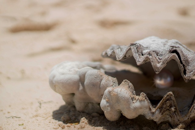 A pearl sits within a shell on the beach.