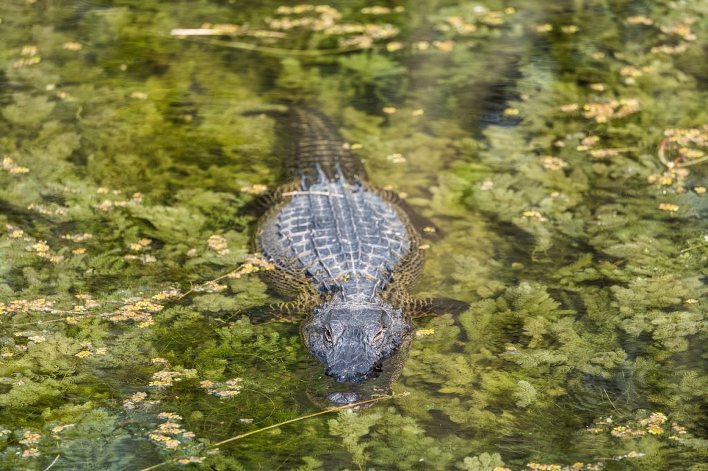 A crocodile swims through a swamp.