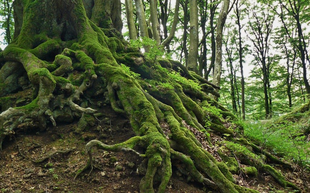 Mossy roots in a forest.