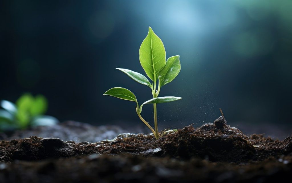 A sprout grows out of the ground.