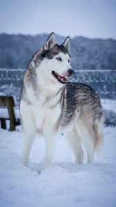 A husky stands in the snow.