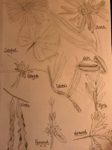 Herbs of Lusternia Part 1, by Anita