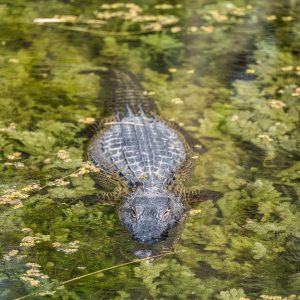 A crocodile swims through a swamp.