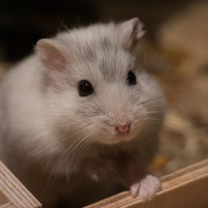 A grey hamster sits in a wooden enclosure.
