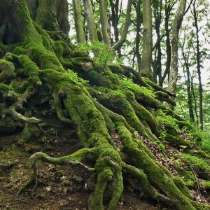 Mossy roots in a forest.