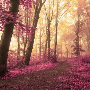 Dreamy woods, the forest floor strewn with magenta leaves