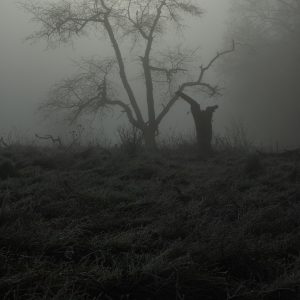 A spooky and misty landscape with a lonely tree.
